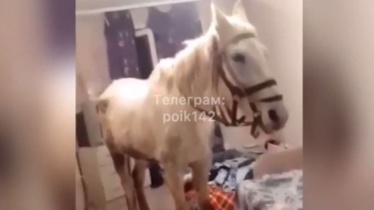 Лошадь в квартире