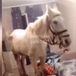 Кузбасский романтик решил порадовать возлюбленную и привел лошадь в квартиру