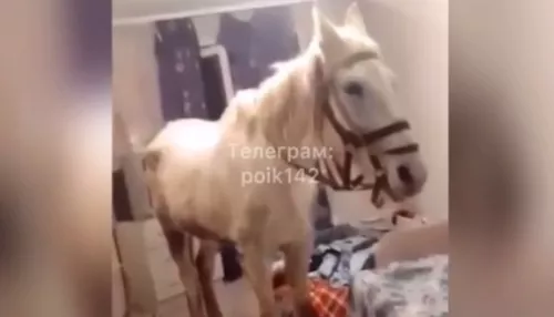 Кузбасский романтик решил порадовать возлюбленную и привел лошадь в квартиру