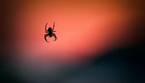 В домах бийчан крупные пауки почти истребили тараканов