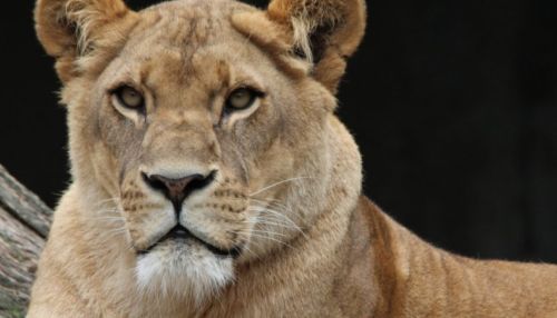 Краснодарские следователи возбудили дело по факту нападения львицы на ребенка 