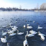 С приходом тепла лебеди начнут покидать Алтайский край