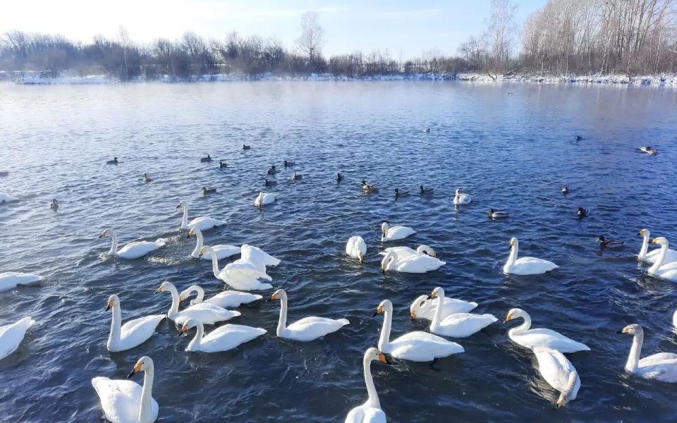 Лебединое озеро на Новый год посетило более 14 тысяч человек: где оно находится