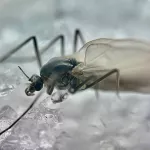На заповедных берегах Алтая пробудились зимние комары