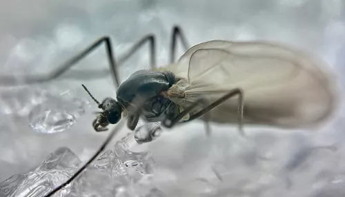 На заповедных берегах Алтая пробудились зимние комары