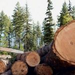 Трое сотрудников алтайских колоний получили сроки за незаконную рубку леса