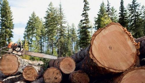 Трое сотрудников алтайских колоний получили сроки за незаконную рубку леса