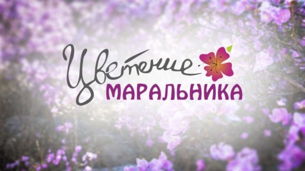 Праздники "Цветение маральника" и "Алтайская зимовка" получили Нацпремии 