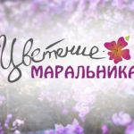Праздники Цветение маральника и Алтайская зимовка получили Нацпремии