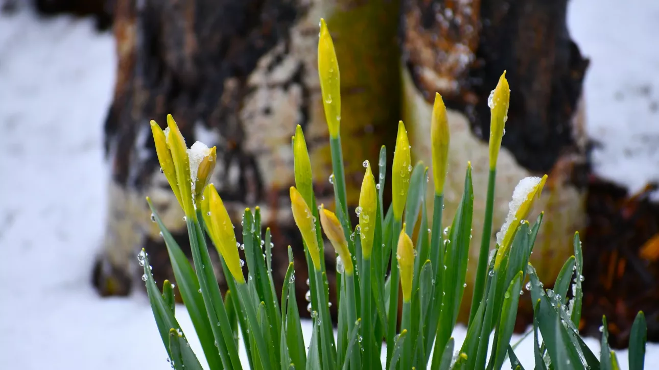 Потепление до +9 градусов придет в Алтайский край на праздничных выходных