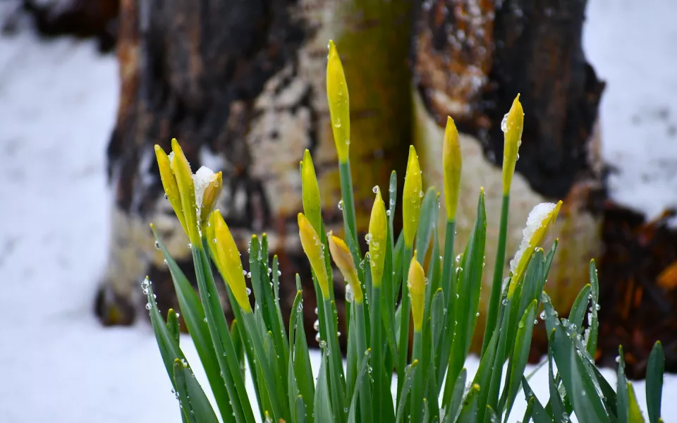 8 марта в Алтайском крае потеплеет до 0 градусов и подует ветер