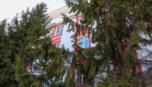 Почему решили спилить ели у правительства Алтайского края и как сквер выглядит сейчас