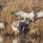 Кудрявые пеликаны, вероятно, останутся зимовать на Алтае