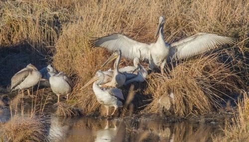 Кудрявые пеликаны, вероятно, останутся зимовать на Алтае