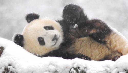 В Китае сняли на видео, как панды встретили первый снег