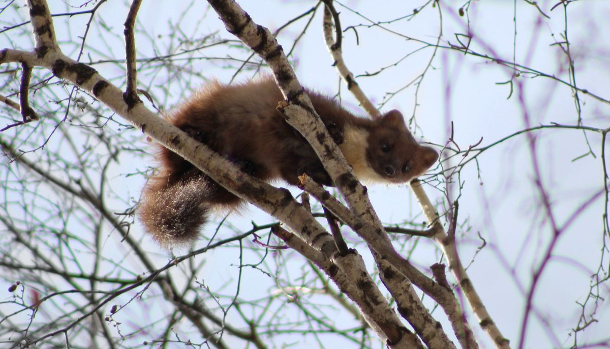 В парке \"Юбилейный\" в Барнауле засняли куницу на дереве - Толк 27.03.2024