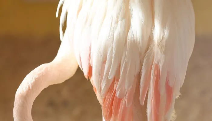 В барнаульском зоопарке показали изящного бледно-розового фламинго
