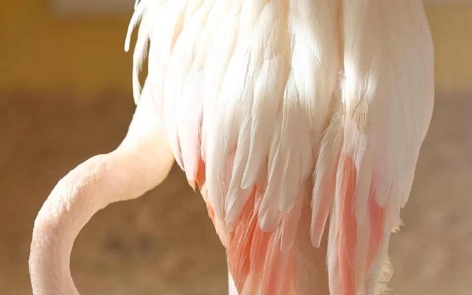 В барнаульском зоопарке показали изящного бледно-розового фламинго