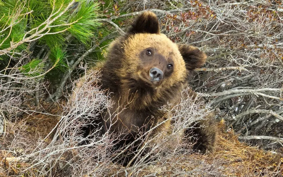 На Алтае после долгой зимней спячки пробудились медведи. Фото
