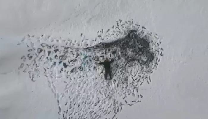 Барнаульский художник вытоптал снежного барса на берегу Катуни