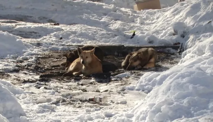 На Алтае зоозащитники борются с законом об эвтаназии бездомных животных
