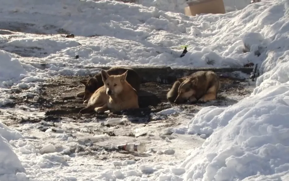 На Алтае зоозащитники борются с законом об эвтаназии бездомных животных