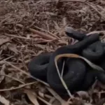 В Горном Алтае из-за резкого потепления наружу выползли змеи