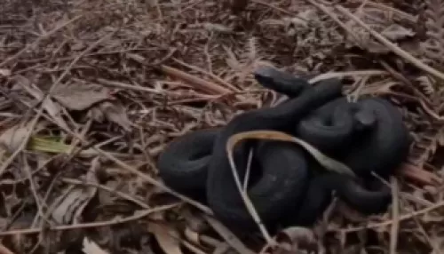 В Горном Алтае из-за резкого потепления наружу выползли змеи