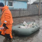 Почти 500 жилых домов подтопило в Алтайском крае