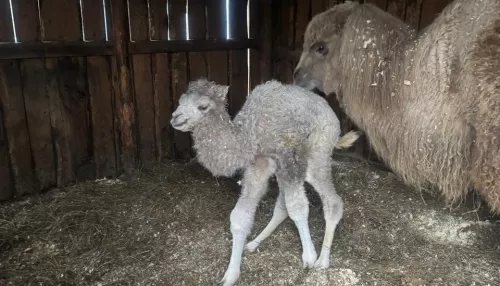В Барнаульском зоопарке у семейства верблюдов впервые появился малыш