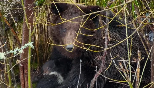 Медведица с двумя малышами пробудилась после спячки в Алтайском заповеднике