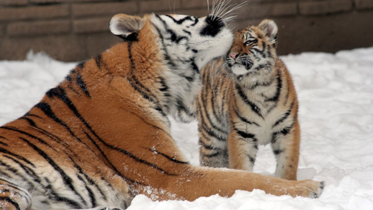 Тигренок порезвился  в первом снеге в зоопарке Барнаула