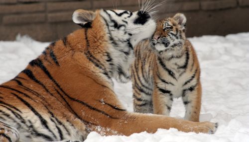 Тигренок порезвился  в первом снеге в зоопарке Барнаула