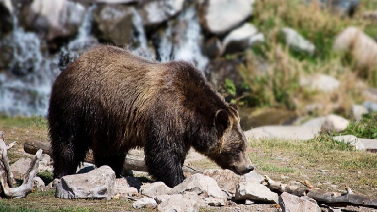 Медведь напал на двух подростков на Камчатке 