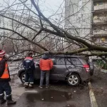 В Москве двое человек стали жертвами штормового ветра