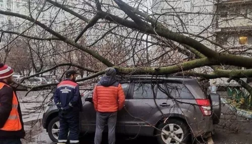 В Москве двое человек стали жертвами штормового ветра
