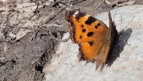 В Алтайском крае в начале апреля появились первые бабочки