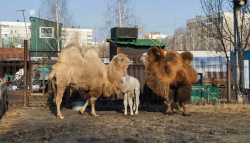 В Барнаульском зоопарке семья верблюдов впервые вышла на прогулку с детенышем