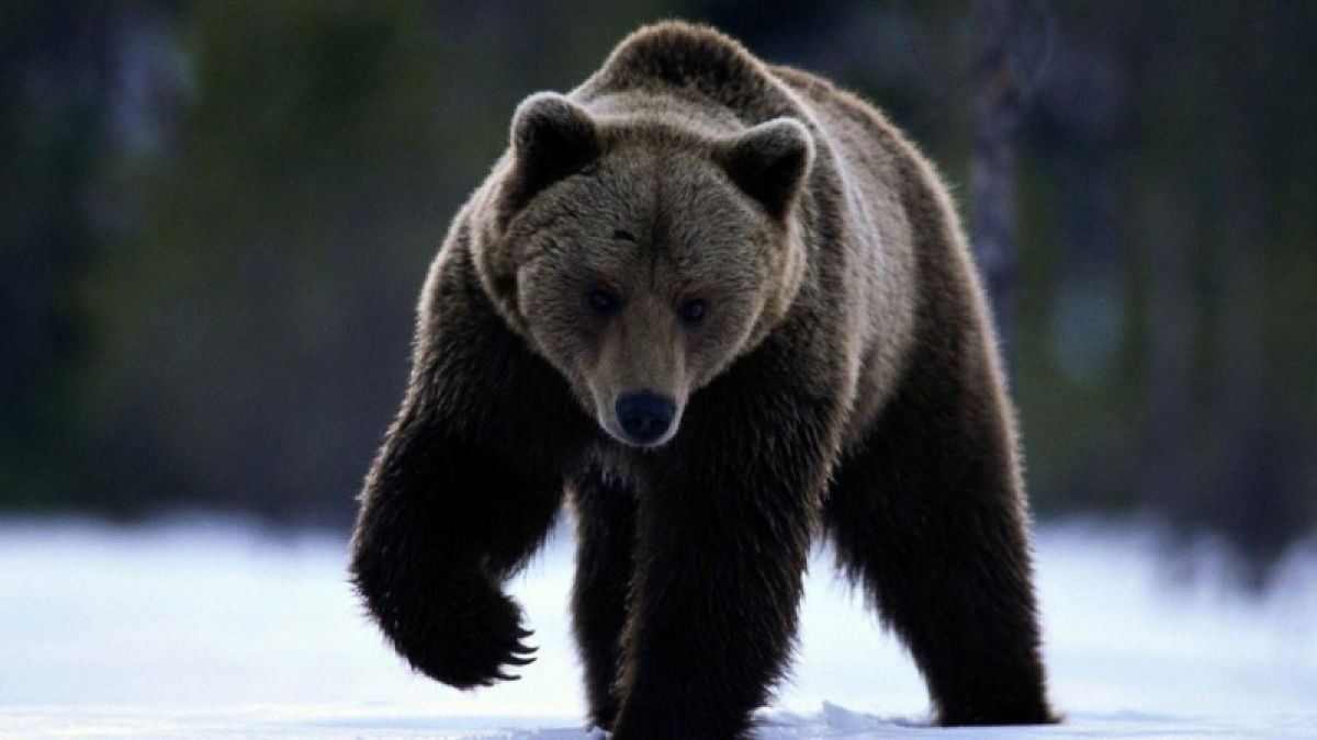 Медведь забрел в дом жительницы Горного Алтая