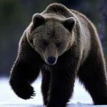Медведь забрел в дом жительницы Горного Алтая