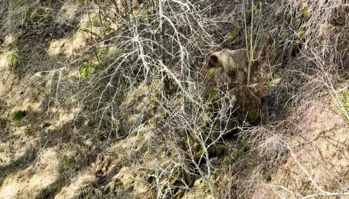 В Алтайском заповеднике поймали в объектив охоту медведя на семью кабанов