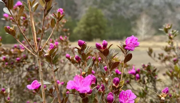 Розовый рай: на Алтае в начале апреля началось первое цветение маральника