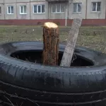 60 хвойных молодых деревьев уничтожили вандалы в Новоалтайске