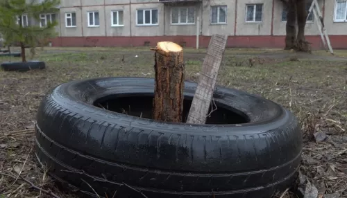 60 хвойных молодых деревьев уничтожили вандалы в Новоалтайске