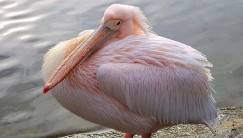 Шесть залетевших на Алтай кудрявых пеликанов удалось спасти от гибели