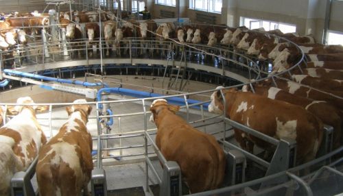 Сколько молока дает одна корова в сутки на фермах Алтайского края?