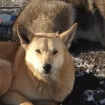 Догхантеры в городе: кто и зачем травит собак в Барнауле