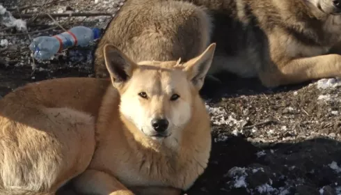 Стая собак напала на девочку в Алтайском крае