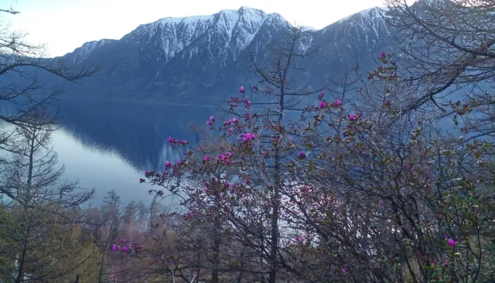 На берегах Телецкого озера распускаются цветки маральника