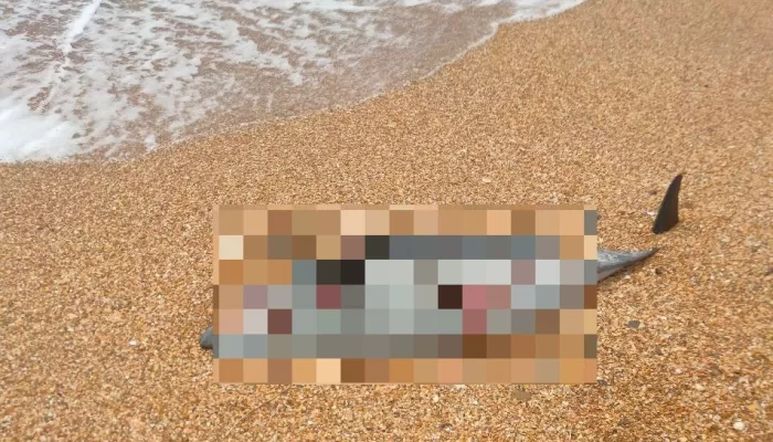 Десятки мертвых дельфинов нашли на берегу моря рядом с Анапой